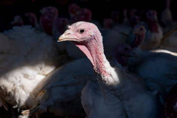 
Avian Flu Kills Record 50.54 Million U.S. Birds, Making It Worst Outbreak in History 