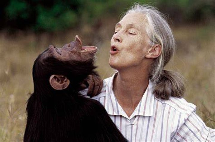
Is Jane Goodall Dead Or Alive In 2022? Know Where The Primatologist Is Now 